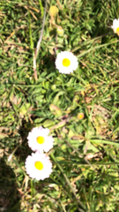 Bellis perennis