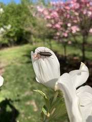 Pomphopoea