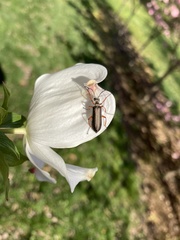 Pomphopoea