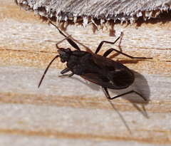 Rhyparochromus