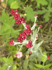 Helichrysum sanguineum
