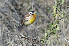 Emberiza flaviventris flaviventris