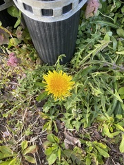 Taraxacum officinale