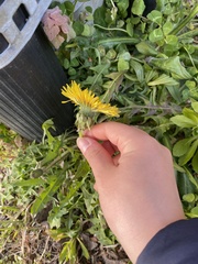 Taraxacum officinale