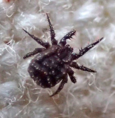 Procaeculus