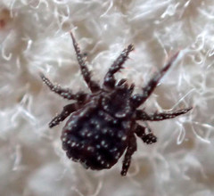 Procaeculus