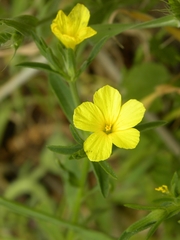 Linum nodiflorum