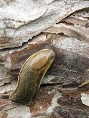 Arion fasciatus