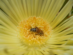 Apis mellifera