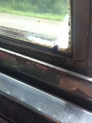 Parheminodes pulcher