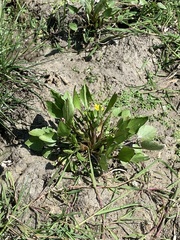 Ranunculus ophioglossifolius