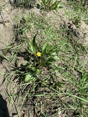 Ranunculus ophioglossifolius