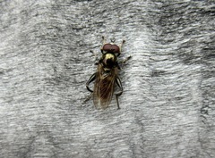 Chalcosyrphus nemorum