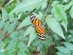 Eueides isabella eva