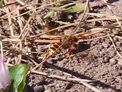 Nomada lathburiana