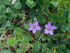 Erodium malacoides