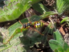 Nomada fucata