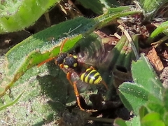 Nomada fucata