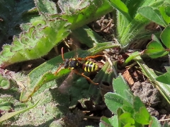 Nomada fucata