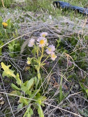 Erigeron annuus