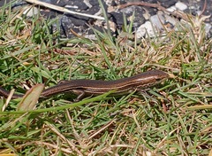 Pseudemoia pagenstecheri