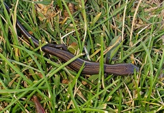 Pseudemoia pagenstecheri