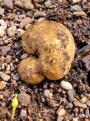 Rhizopogonaceae