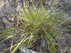 Lomandra densiflora