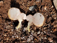 Rhizopogonaceae