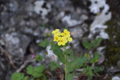 Biscutella cichoriifolia