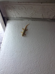 Hemidactylus platyurus