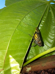 Fulgoridae