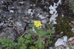 Biscutella cichoriifolia