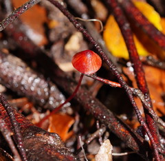 Mycena toyerlaricola