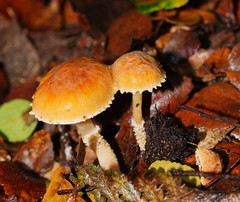 Cystoderma muscicola