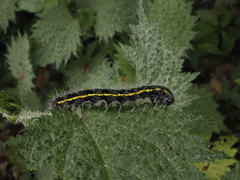 Taicallimorpha albipuncta