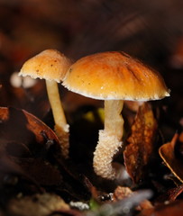 Cystoderma muscicola