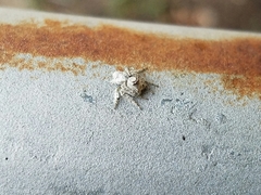 Hamataliwa grisea
