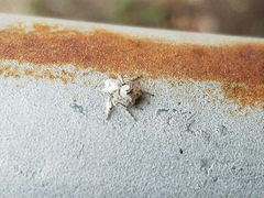 Hamataliwa grisea