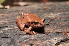Eupsophus roseus