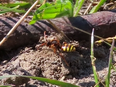 Nomada lathburiana