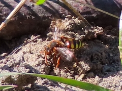 Nomada lathburiana