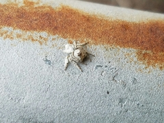 Hamataliwa grisea