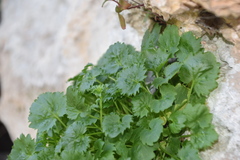 Campanula fenestrellata