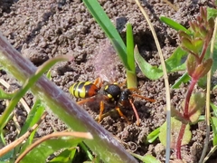 Nomada fucata