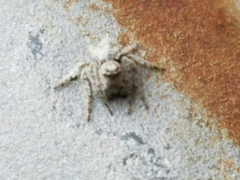 Hamataliwa grisea