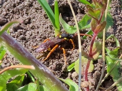 Nomada fucata