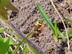 Nomada fucata