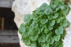 Campanula fenestrellata