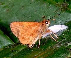 Racta apella